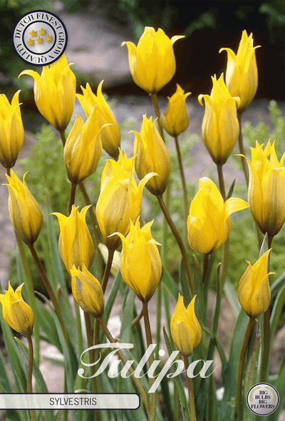 Tulipa Sylvestris