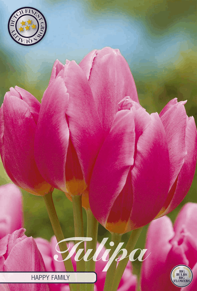 Tulipa Happy Family