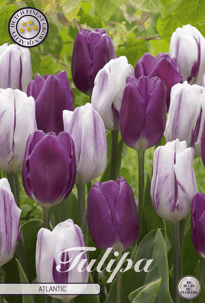 Tulipa Atlantic