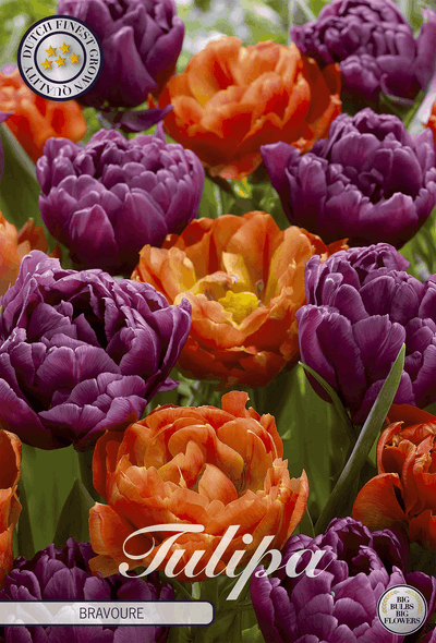 Tulipa Bravoure