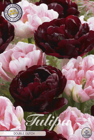 Tulipa Double Dutch