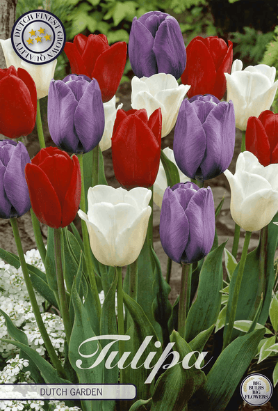 Tulipa Dutch Garden