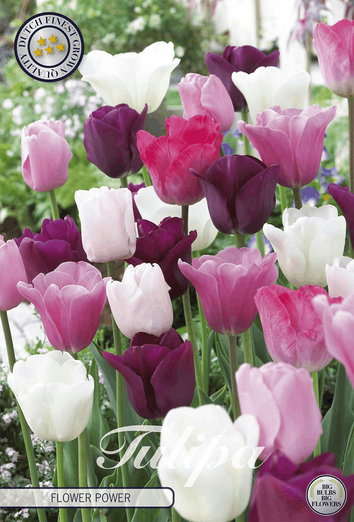 Gele tulpen