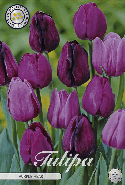 Tulipa Purple Heart