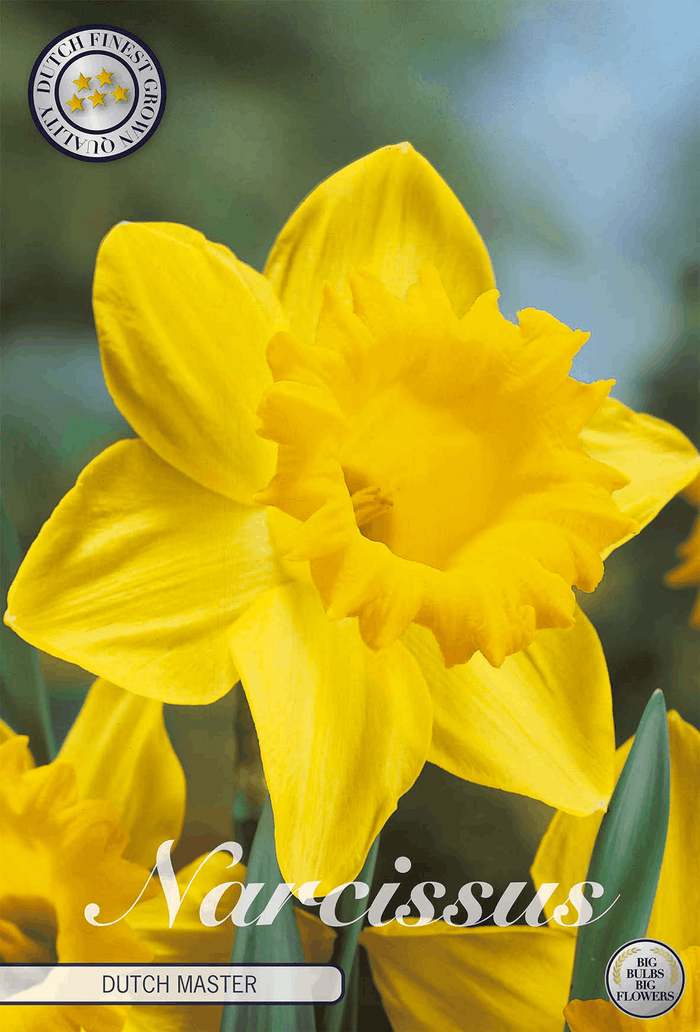 Narcissus Dutch Master