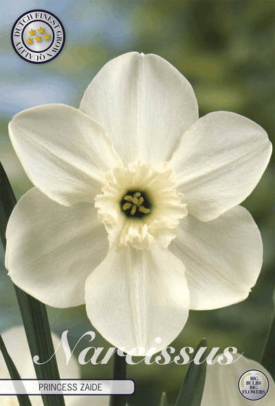 Narcissus Princess Zaide
