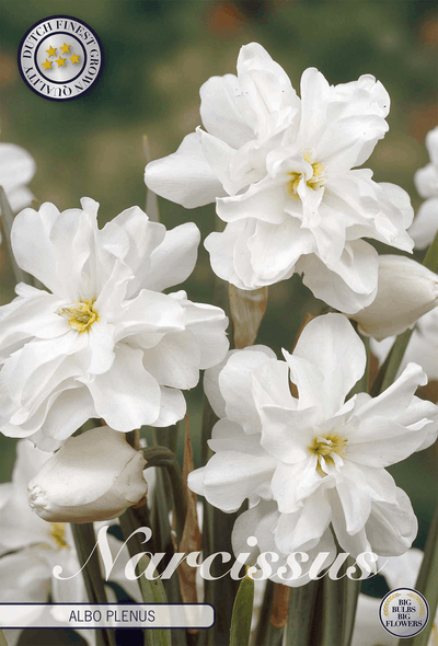Narcissus Albo Plenus