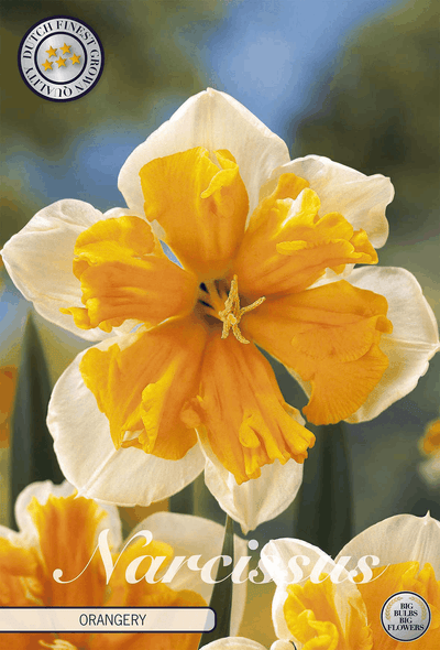 Narcissus Orangery