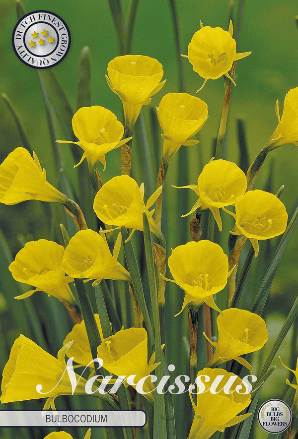 Narcissus Bulbocodium