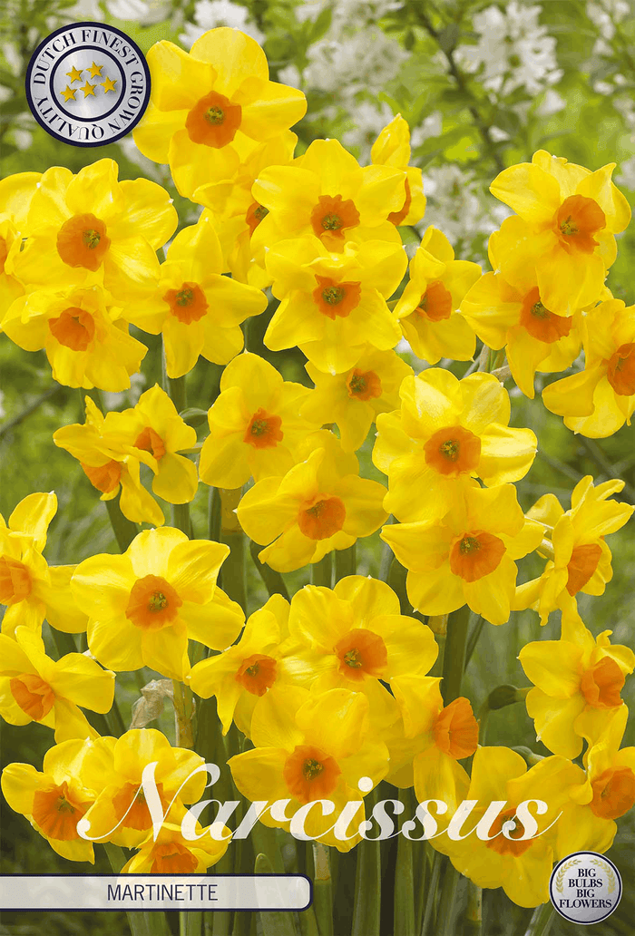 Narcissus Martinette