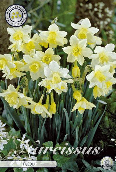 Narcissus Pueblo