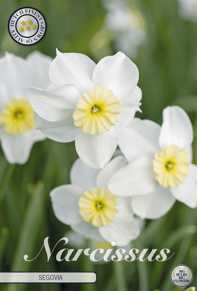 Narcissus Segovia
