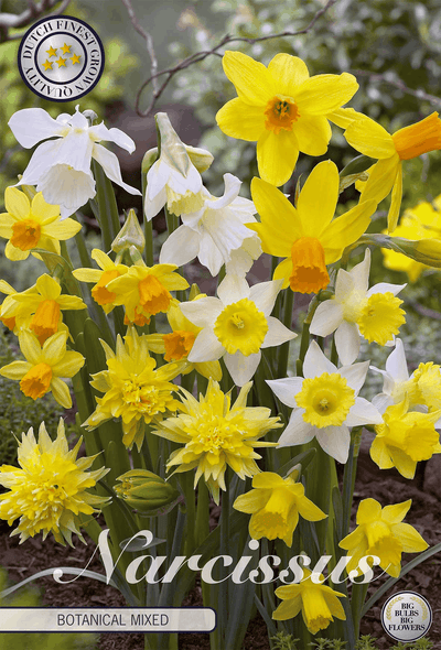 Narcissus Botanical Mixed