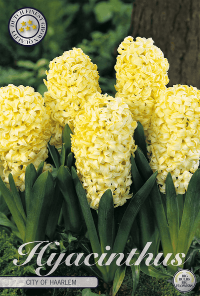 Hyacinthus City of Haarlem
