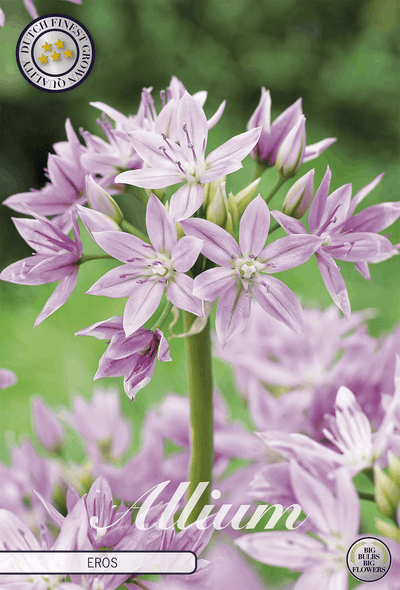 Allium Eros