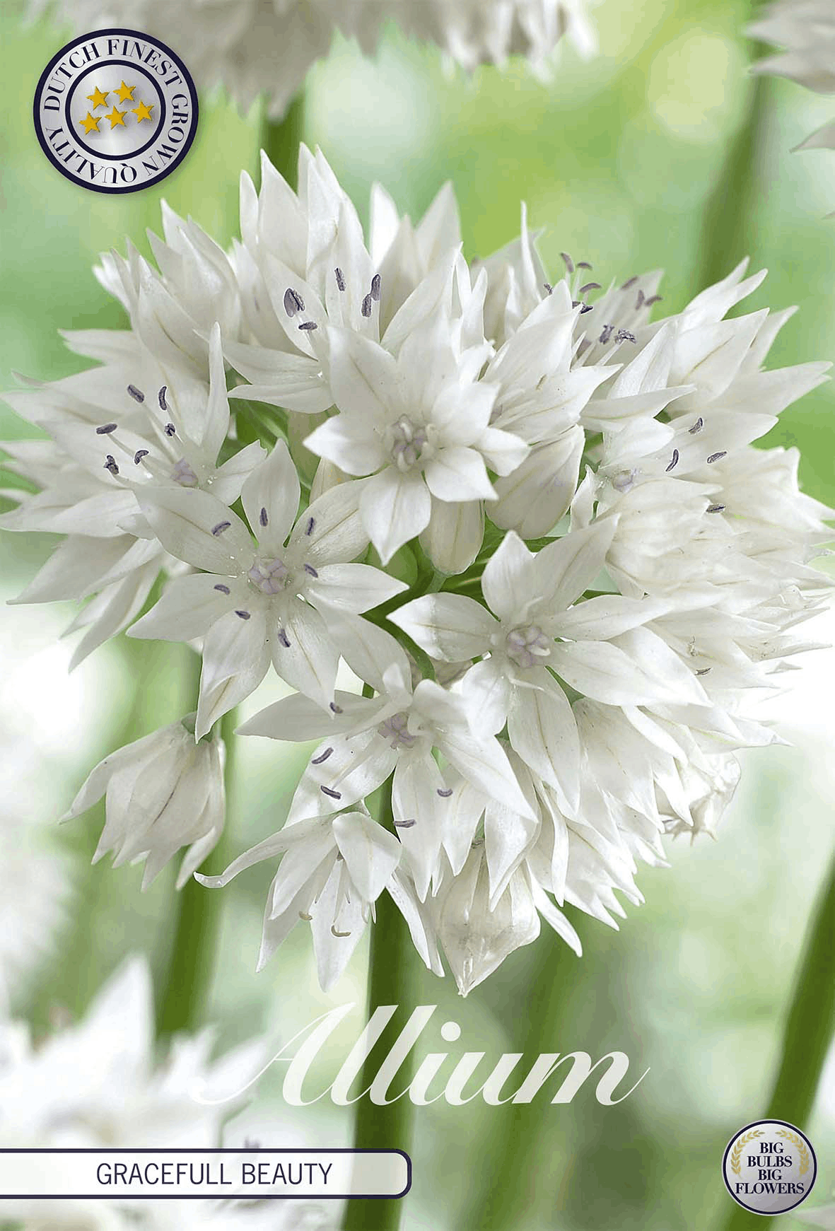 Witte allium