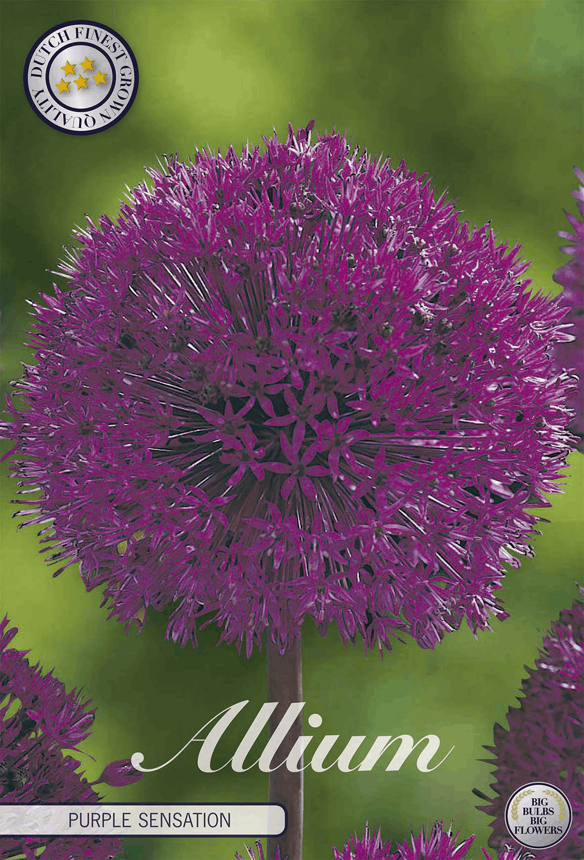 Reuze allium