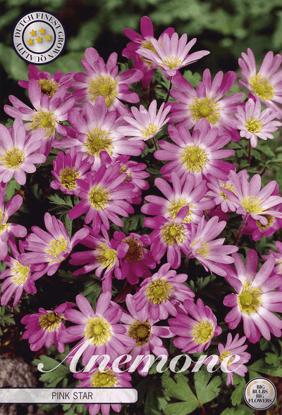 Anemone Pink Star