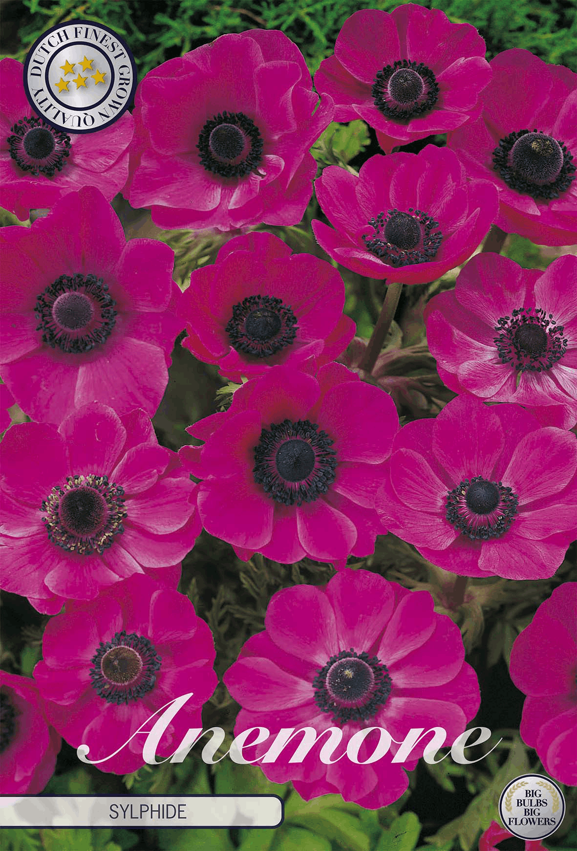 Anemonenknollen