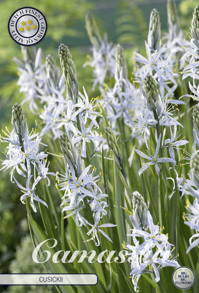 Camassia Cusickii