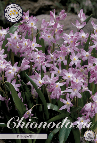 Chionodoxa Pink Giant
