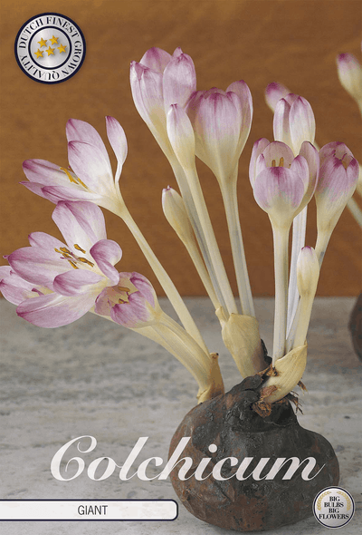 Colchicum Giant