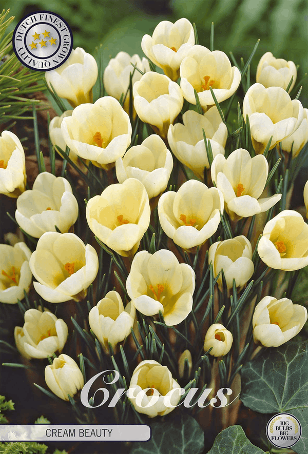 Crocus Cream Beauty
