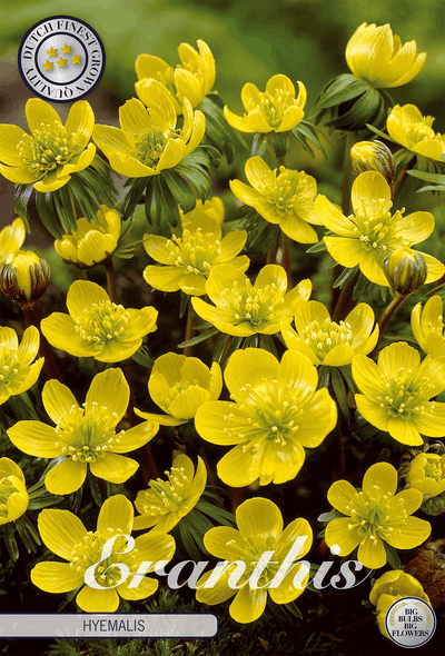 Eranthis Hyemalis