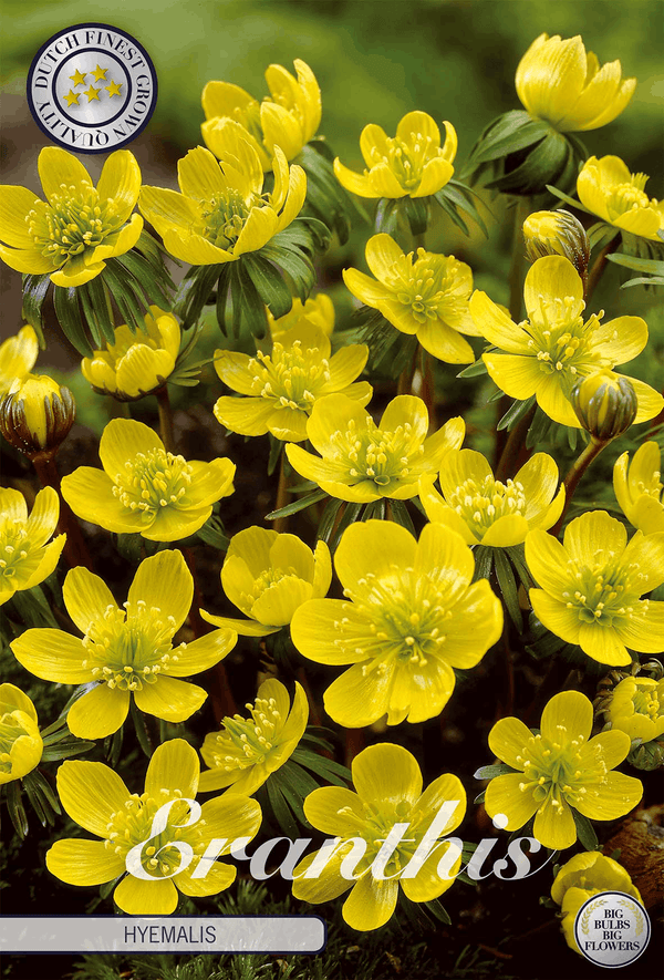 Eranthis Hyemalis