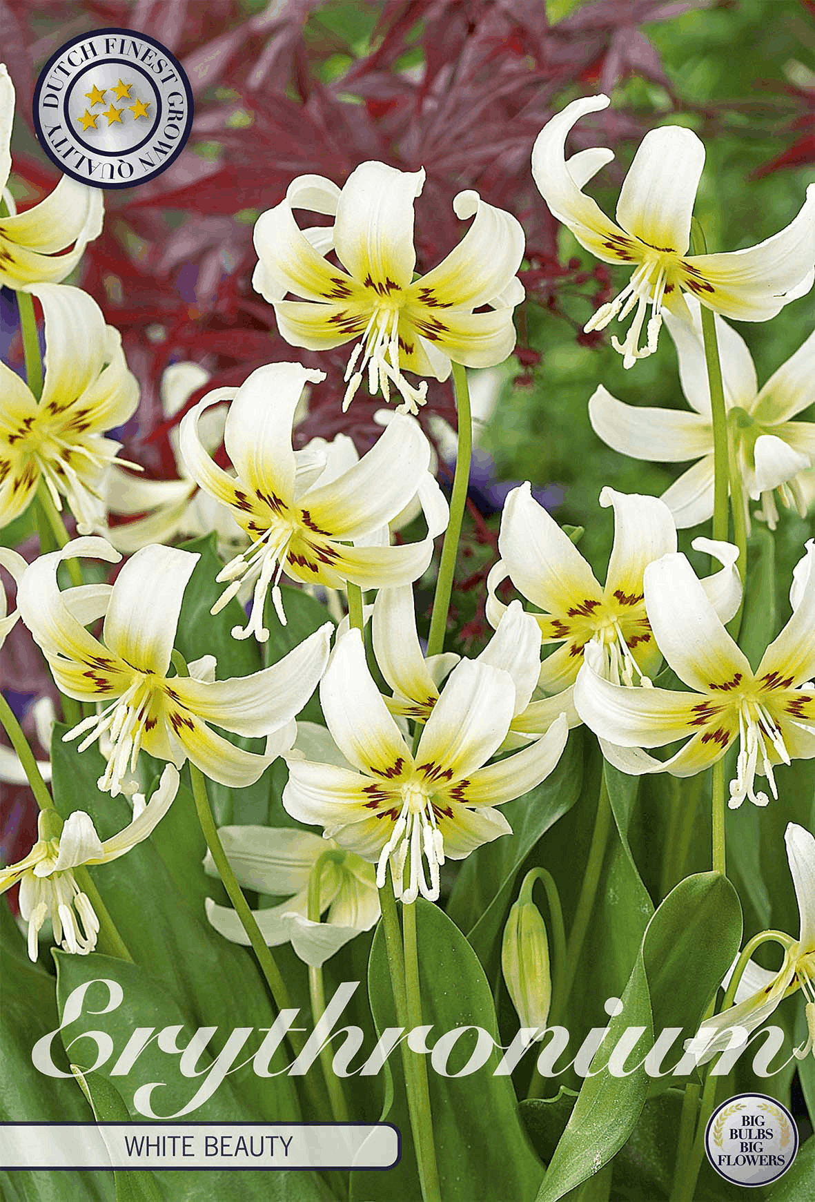 Hundszahn (Erythronium)