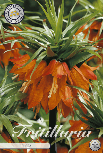 Fritillaria Rubra