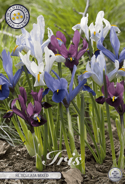 Iris Reticulata Mixed