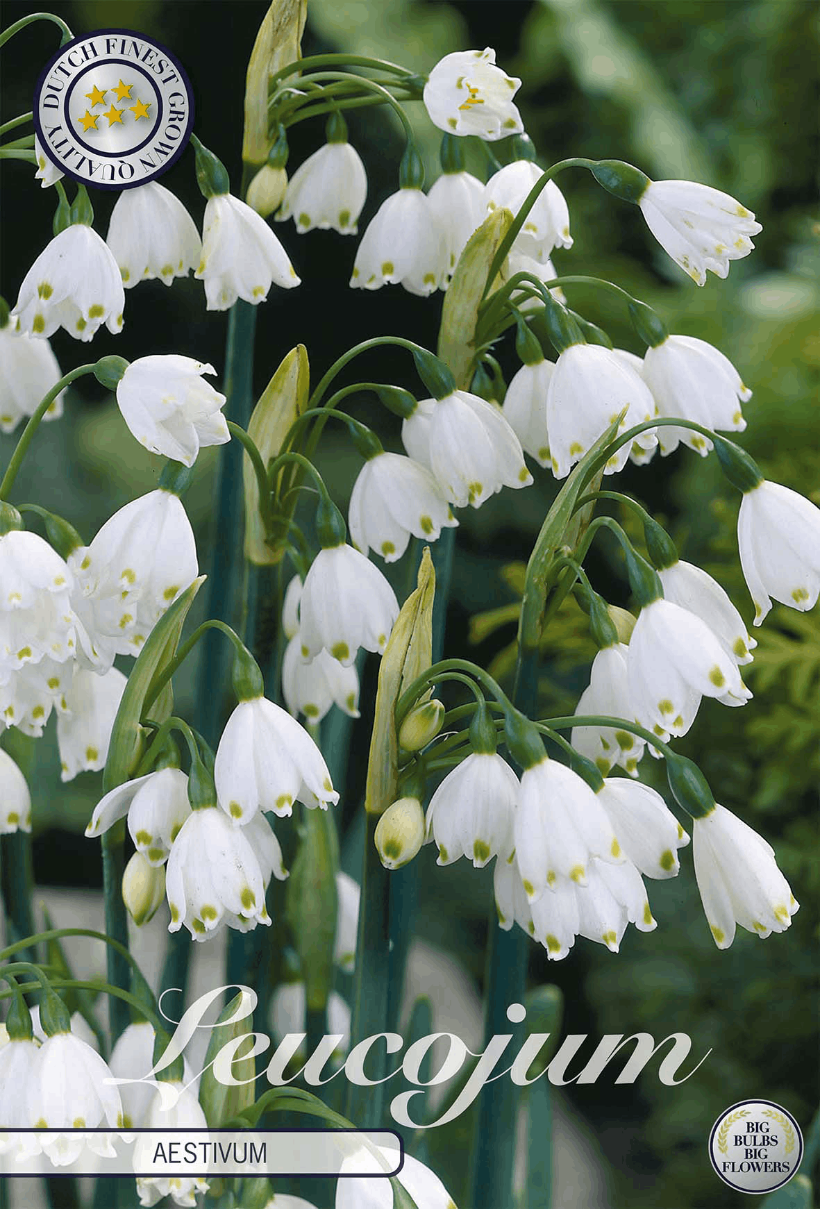 Sommerknotenblume (Leucojum)