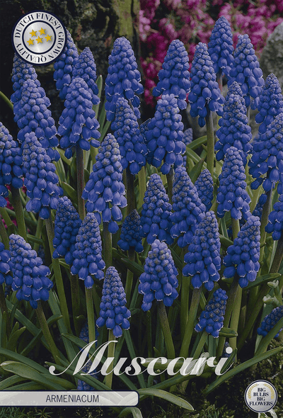 Muscari Armeniacum