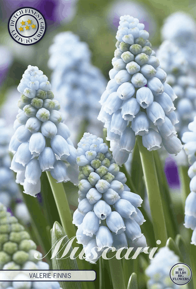 Muscari Valerie Finnis