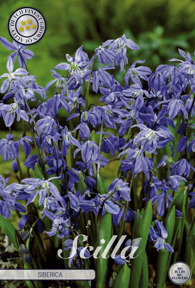 Scilla Siberica