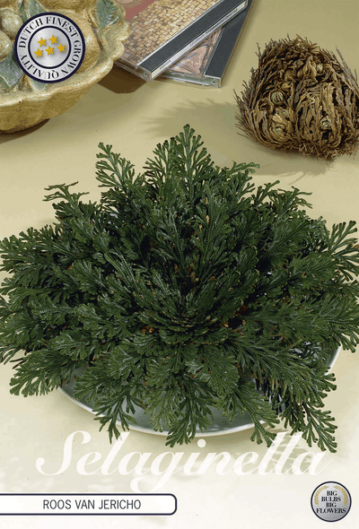 Selaginella Roos van Jericho