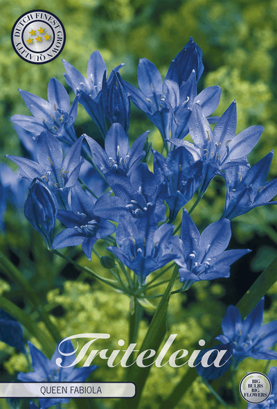 Triteleia Queen Fabiola