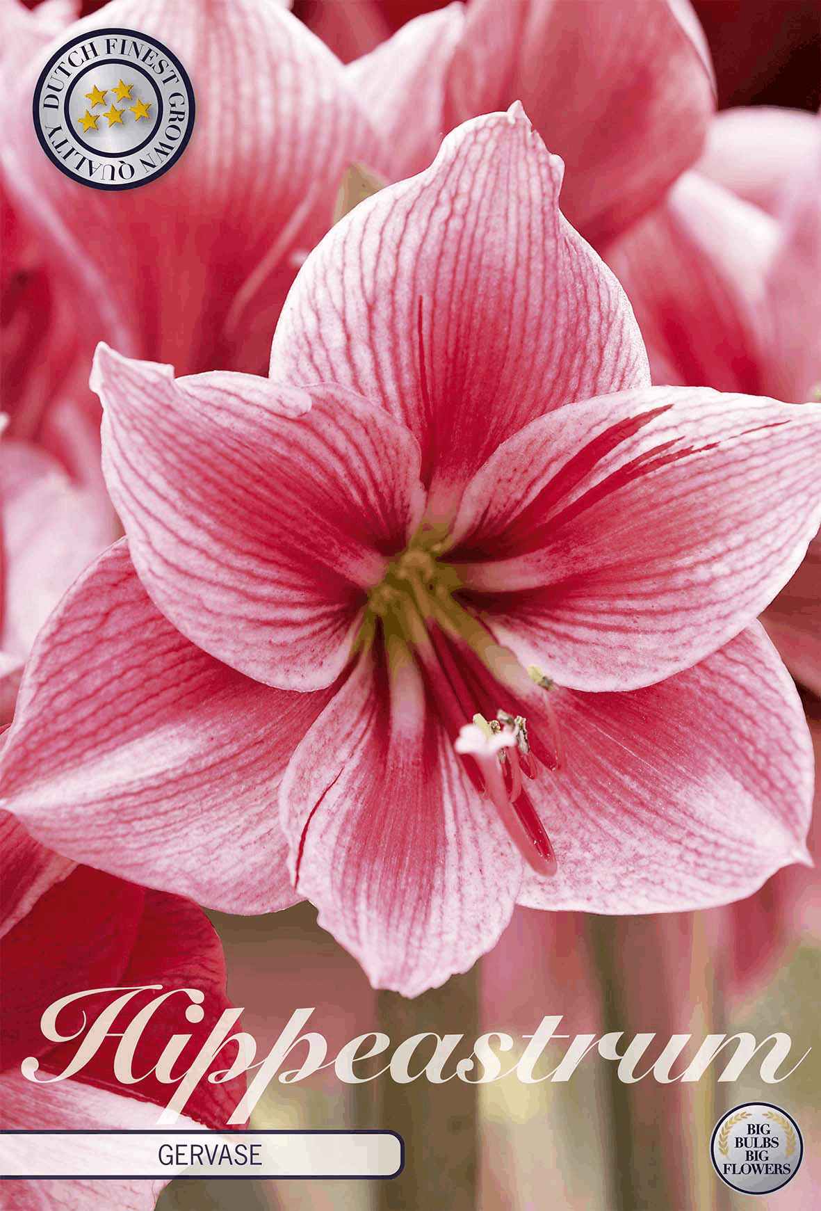 Roze amaryllis