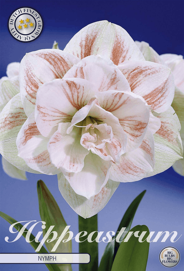 Hippeastrum Nymph