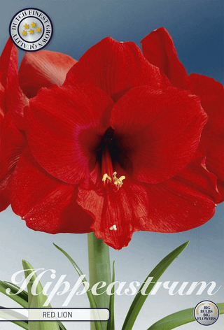 Amaryllis