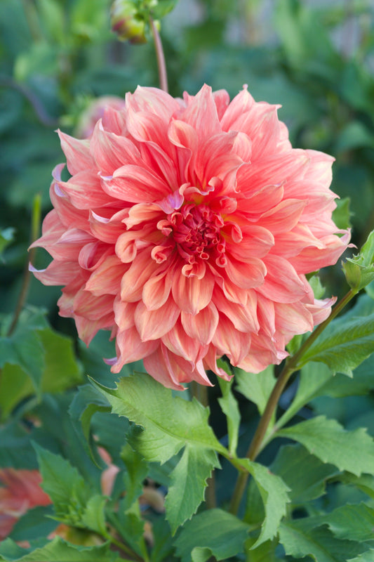 Dahlie Belle of Barmera