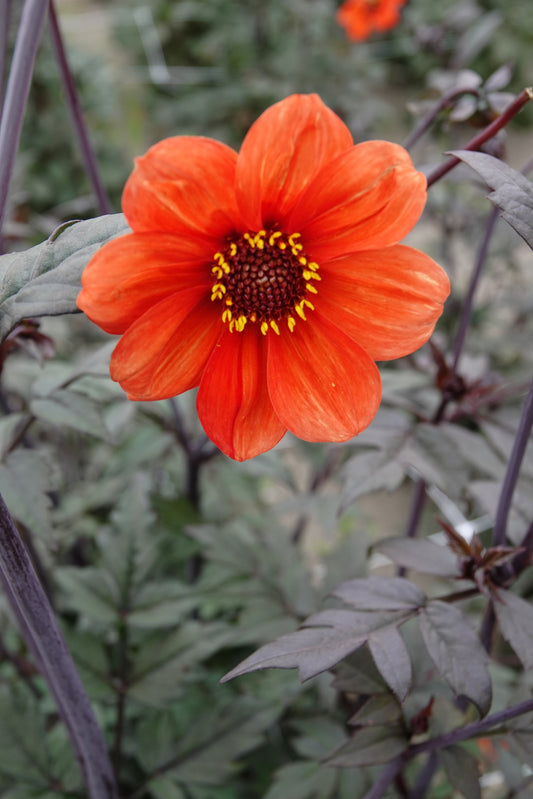 Dahlia Bischop aus Oxford