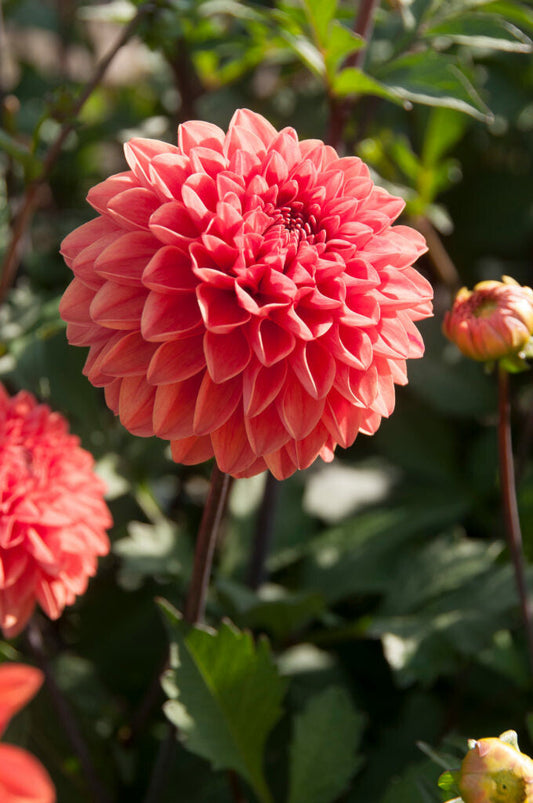 Dahlia Blitzer