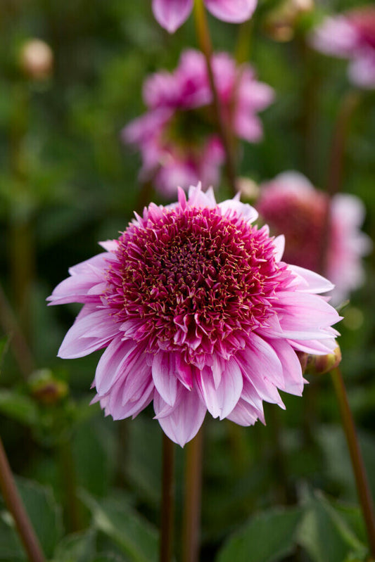 Dahlie Raspberry Puff