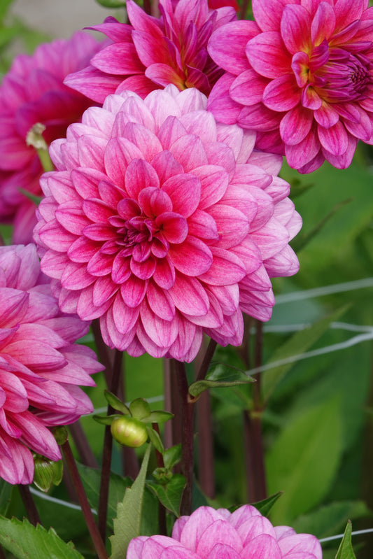 Dahlie Dutch Silence