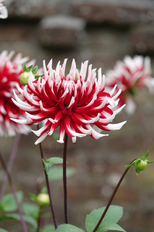 Dahlia Friquolet