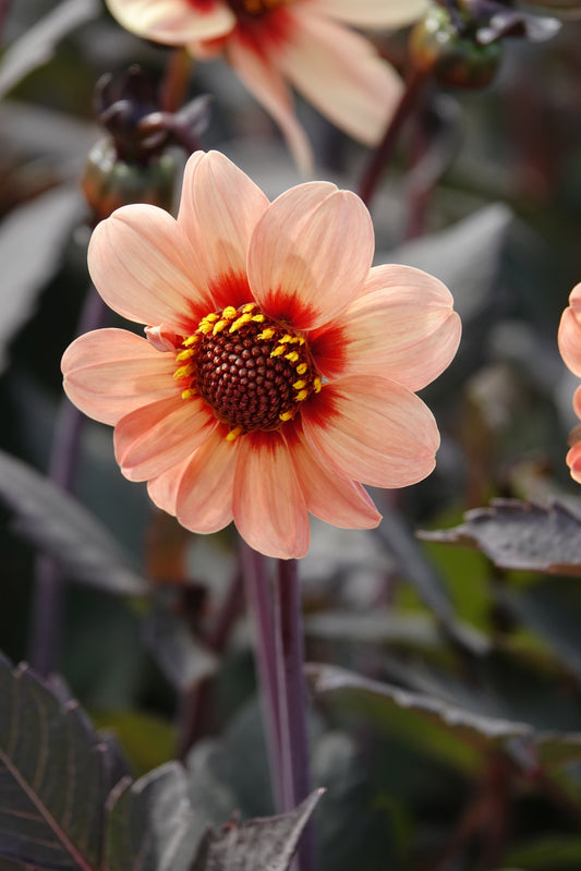 Dahlie HS First Love