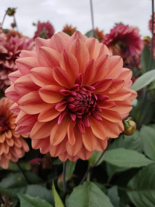 Dahlia Klara Zak