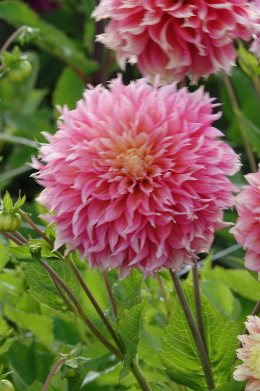 Dahlia Kogane